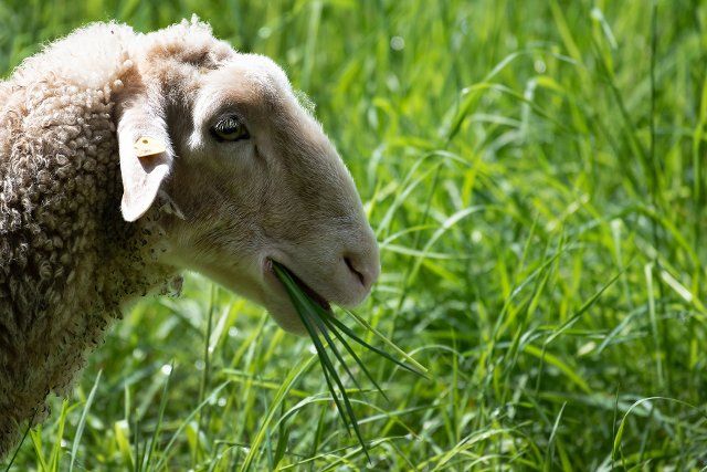 15 May 2021, Lower Saxony, Göttingen: A linseed sheep, a rare and endangered breed of farm animal, eats grass. Photo: Swen Pförtner\/dpa