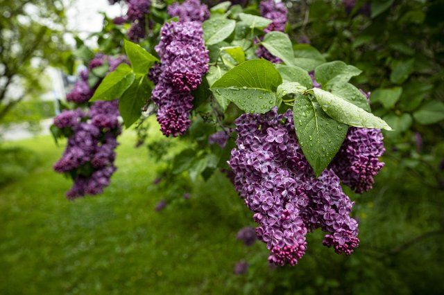 13 May 2021, Berlin: Raindrops collect on the leaves of a flowering lilac. Photo: Fabian Sommer\/dpa