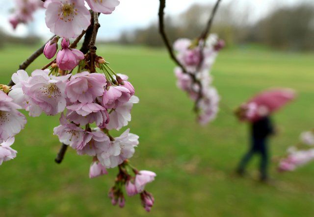 21 March 2021, North Rhine-Westphalia, Bonn: The flowers of the Japanese ornamental cherry are exposed to the fickle weather at the beginning of spring. Photo: Roberto Pfeil\/dpa