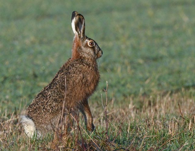 19 March 2021, Brandenburg, Reitwein: A brown hare (Lepus europaeus) crouches in the early morning at the edge of a field in the Oderbruch, a cultivated landscape in the east of the state of Brandenburg. The brown hare is also called Master Lamp in the vernacular. Especially in the morning hours many wildlife species can be observed on the extensive fields and meadows in the Oderbruch. Photo: Patrick Pleul\/dpa-Zentralbild\/ZB