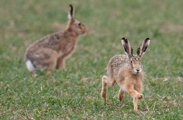 23 March 2021, Hessen, Nieder-Erlenbach: Two brown hares run across a field. Temperatures are expected to climb back into double digits in the coming days. Photo: Boris Roessler\/dpa