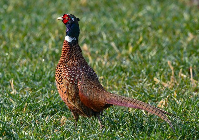 25 March 2021, Brandenburg, Lebus: With its brightly coloured plumage, a male pheasant (Phasianus colchicus) stands at the edge of a field in the Oderbruch. Photo: Patrick Pleul\/dpa-Zentralbild\/ZB