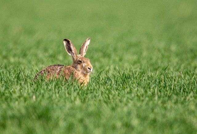 01 April 2021, Hessen, Nieder-Erlenbach: A hare sits on a field. Over the Easter holidays the weather should present itself according to forecast of the meteorologists changeable. Photo: Boris Roessler\/dpa