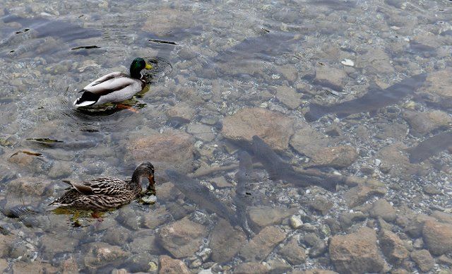05 April 2021, Bavaria, Garmisch-Partenkirchen: Ducks and trout can be seen in the water of the small mountain lake Badersee. Photo: Angelika Warmuth\/dpa
