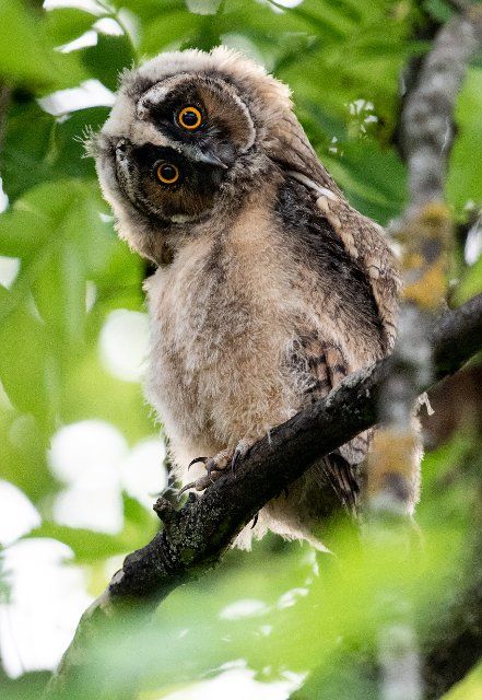 10 June 2021, Berlin: A young long-eared owl sits in a tree in the Fliegersiedlung in Tempelhof. In Berlin long-eared owls hunt and breed mainly near large open spaces, for example the Tempelhofer Feld, where they find good hunting conditions and an abundant supply of mice. Photo: Bernd von Jutrczenka\/dpa