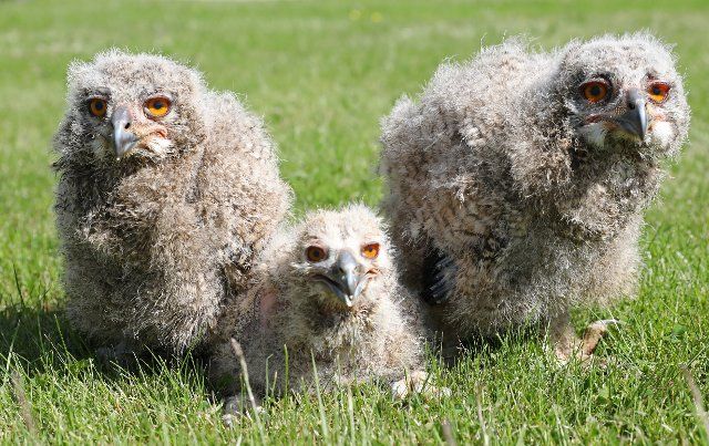 10 June 2021, Mecklenburg-Western Pomerania, Marlow: Three eagle owls - four and two weeks old - sit on the lawn in the bird park. The three animals are siblings, but their sex is not yet known. This can only be determined by DNA analysis from a feather sample. The three "new ones" are currently the attraction of the bird park, which after a long corona-induced break can register a good new start. Photo: Bernd Wüstneck\/dpa-Zentralbild\/dpa