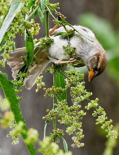 21 June 2021, Berlin: A sparrow sits in a dock plant, also called monk\
