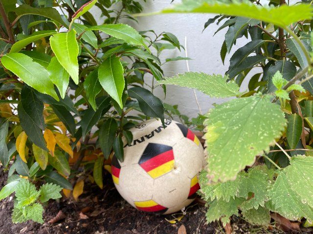 23 June 2021, Hamburg: A football, printed with the black-red-gold flags, lies in a bush in a backyard in the EimsbÃ¼ttel district. Photo: Marcus Brandt\/dpa