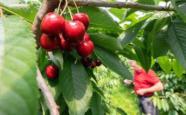 28 June 2021, Lower Saxony, Wennigsen: Sweet cherries grow in the Zabel orchard in the Hanover region. In Lower Saxony, the harvest of sweet cherries begins these days. Photo: Julian Stratenschulte\/dpa