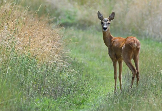 04 July 2021, Brandenburg, Reitwein: A deer stands on a path near a meadow in the Oderbruch. Without any shyness, the wild animal looks into the photographer\