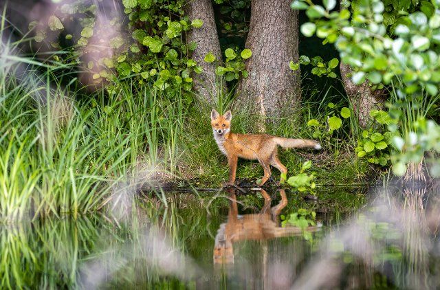 03 July 2021, Brandenburg, Brehmsdorf: A young fox stands at the edge of the moor in the Schlaubetal. The red fox belongs to the widespread dog-like predators. Its sense of smell is similar to that of trained sniffer dogs, and its retina can also absorb small amounts of daylight. This, in combination with its excellent hearing, makes it an excellent night hunter. Photo: Ingolf König-Jablonski\/dpa-Zentralbild\/ZB