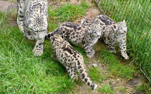 09 July 2021, Baden-Wuerttemberg, Stuttgart: Triplets of snow leopards take a morning walk together with their mother through an outdoor enclosure at Wilhelma. The animals of the endangered big cat species regularly romp around in the outdoor enclosure. Photo: Bernd WeiÃŸbrod\/dpa