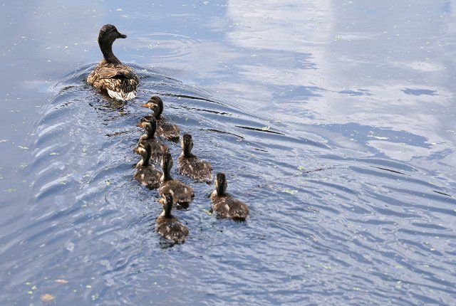 13 July 2021, Hamburg: Ducklings swim after a parent in the park "Planten un Blomen". Photo: Marcus Brandt\/dpa