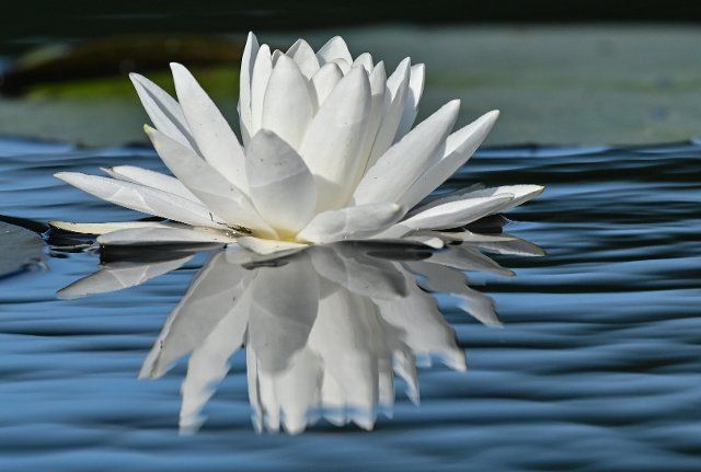 02 August 2021, Brandenburg, Kersdorf: A water lily blooms on the Kersdorfer See. Lake Kersdorf is a nature reserve in the Oder-Spree district. Photo: Patrick Pleul\/dpa-Zentralbild\/ZB