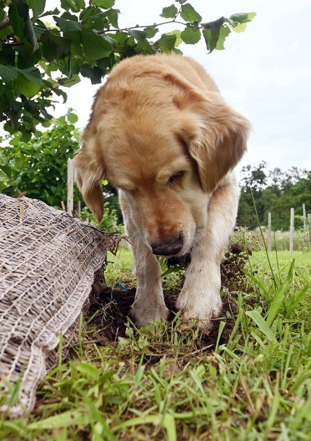 PRODUCTION - 08 July 2021, Baden-Wuerttemberg, Waghäusel: The Golden Retriever truffle sniffer dog Balou is looking for truffles on a truffle plantation of his master Michael Heiler. (to dpa: "Who wants to find, grows himself - More and more people breed truffles") Photo: Uli Deck\/dpa