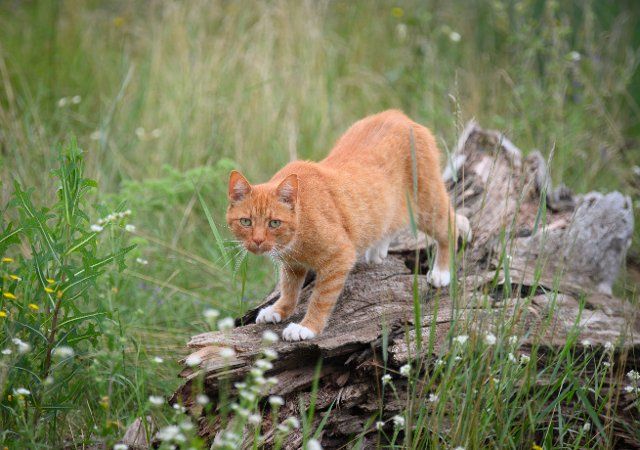 19 July 2021, Brandenburg, Schorfheide\/Ot Werbellin: A cat with red fur stands in a meadow on the remains of a weathered tree trunk. The fact that domestic cats in nature can pose a serious threat to biodiversity and populations, especially of songbirds, is discussed again and again by experts. Photo: Soeren Stache\/dpa-Zentralbild\/ZB