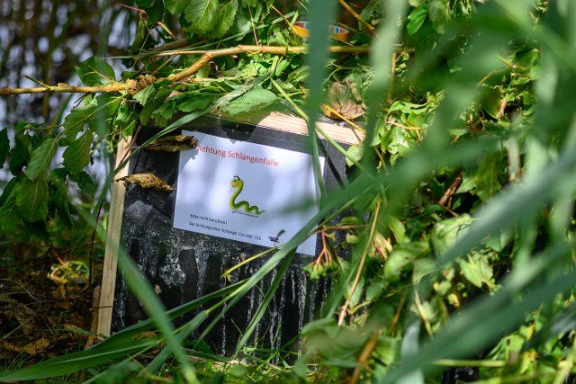 27 July 2021, Saxony-Anhalt, Haldensleben: A box with the inscription "Attention snake trap" and "Please do not touch! If you see a snake, call 110 or 112" stands in the reeds. The box had been placed in the thicket by firefighters and is meant to attract a reticulated python. The snake had escaped from an apartment in Haldensleben on 25 July 2021 and has since disappeared. Photo: Klaus-Dietmar Gabbert\/dpa-Zentralbild\/dpa