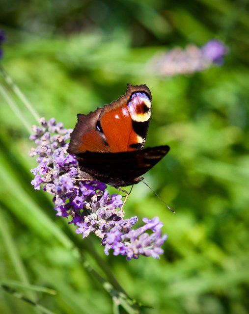 26 July 2021, Brandenburg, Bad Belzig: A peacock butterfly sits on the branch of a lavender flower. The butterfly with rust-red colouring and the striking eye spots has a wingspan of up to 55 millimetres. Photo: Soeren Stache\/dpa-Zentralbild\/ZB