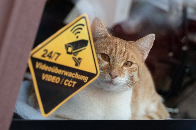 24 September 2021, Hessen, Wiesbaden: Rufus the cat is lying in a shop window next to a sign that says "24\/7 video surveillance". Rufus comes to the office every working day and usually lies in the shop window. Thus he is an attraction for passers-by and customers. But his main function is "antidepressant in Corona times", says his owner. Photo: Sebastian Gollnow\/dpa