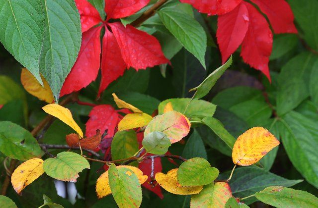 05 October 2021, Bavaria, Kaufbeuren: Green, red and yellow leaves shine on various trees and shrubs in a garden. Photo: Karl-Josef Hildenbrand\/dpa