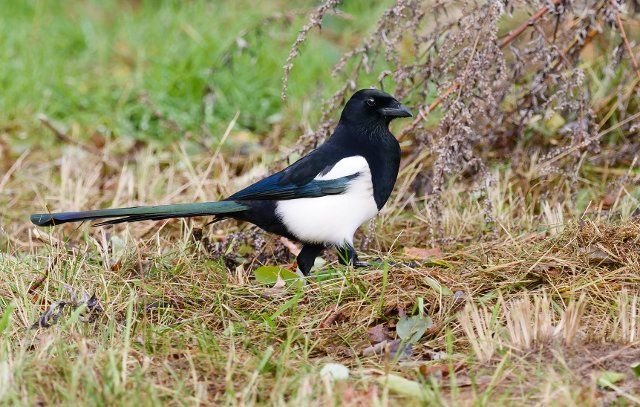 29 November 2021, Berlin: 29.11.2021, Berlin. A magpie (Pica Pica) sits in a meadow. Photo: Wolfram Steinberg\/dpa Photo: Wolfram Steinberg\/dpa