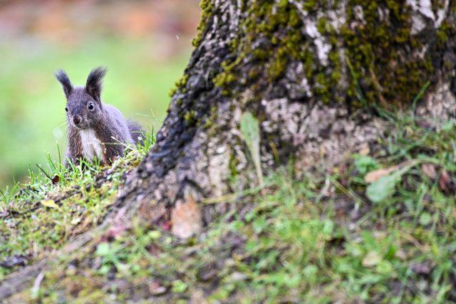 06 December 2021, Baden-Wuerttemberg, Ravensburg: A squirrel sits in a meadow. Photo: Felix Kästle\/dpa