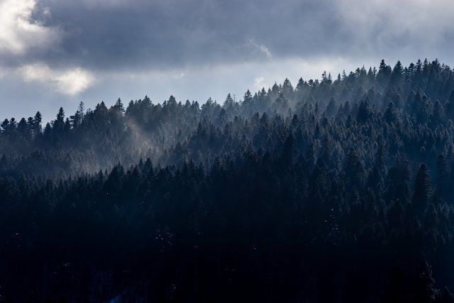 28 January 2022, Baden-Wuerttemberg, Hinterzarten: Sunlight falls on fog standing between the treetops of conifers and makes it appear bright. Photo: Philipp von Ditfurth\/dpa