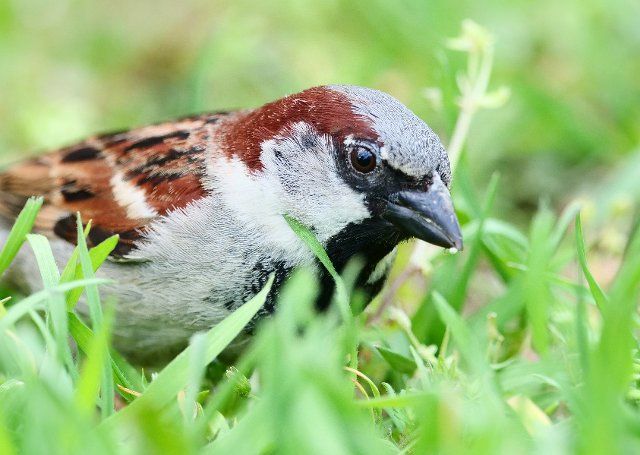 10 May 2021, Berlin: 10.05.2021, Berlin. A house sparrow (Passer domesticus) sits in a meadow eating tiny seeds. Photo: Wolfram Steinberg\/dpa Photo: Wolfram Steinberg\/dpa