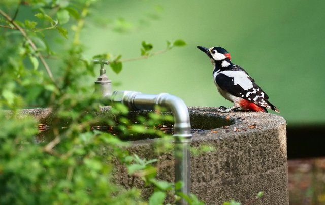 10 May 2021, Berlin: 10.05.2021, Berlin. A great spotted woodpecker (Dendrocopos major) sits at the edge of a water basin in a cemetery. Photo: Wolfram Steinberg\/dpa Photo: Wolfram Steinberg\/dpa