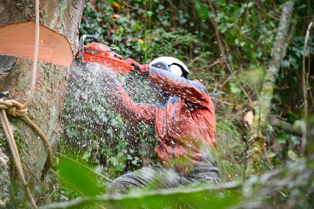 25 November 2021, North Rhine-Westphalia, Wuppertal: Wood chips fly through the area while an arborist works on a tree with his chainsaw. Photo: Jonas Walzberg\/dpa