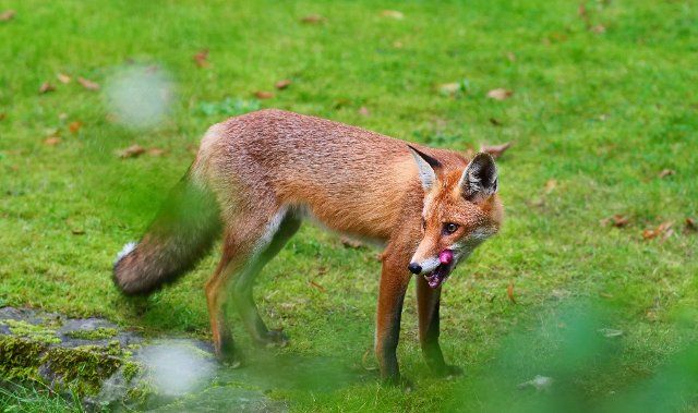 31 August 2021, Berlin: 31.08.2021, Berlin. A red fox (Vulpes vulpes) stands on a small meadow in a cemetery and licks its chaps. Cemeteries have become an important habitat for many animals in the city. Photo: Wolfram Steinberg\/dpa Photo: Wolfram Steinberg\/dpa