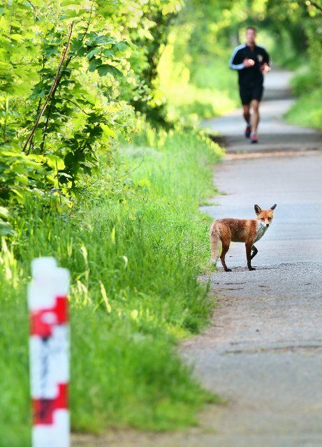 26 May 2021, Berlin: 26.05.2021, Berlin. A red fox (Vulpes vulpes) stands on a way for cyclists and pedestrians at the Teltowkanal. Behind him, a jogger is running. Photo: Wolfram Steinberg\/dpa Photo: Wolfram Steinberg\/dpa