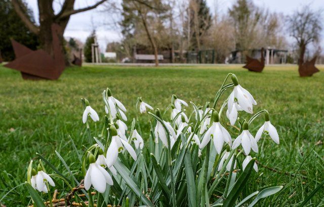 25 February 2022, Brandenburg, Beelitz: Snowdrops are seen as the first spring bloomers on a meadow on the grounds of the Beelitz State Garden Show. The State Horticultural Show is scheduled to take place from 14.04. to 31.10.2022. Photo: Jens Kalaene\/dpa-Zentralbild\/dpa
