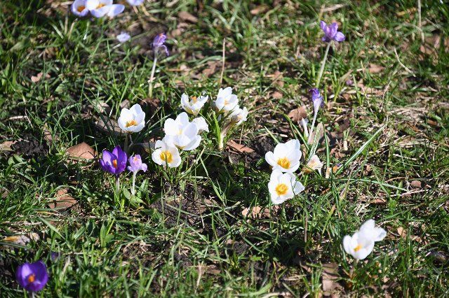 27 February 2022, North Rhine-Westphalia, Cologne: Crocus, crocuses in different colors bloom on a meadow Photo: Horst Galuschka\/dpa