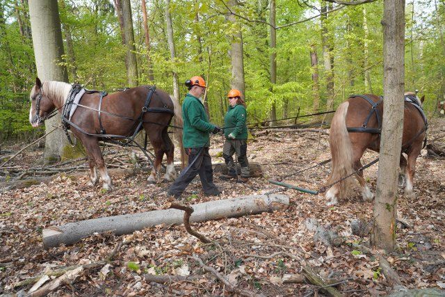 29 April 2022, Berlin: The workhorses "Pauli" (l) and "Bubi" pull felled logs out of the Grunewald under the guidance of foresters Fred Rohloff and Lisa Müller. The two young cold-blooded horses have - with the support of their predecessors - undergone special training to become forestry workhorses. The Berlin Forests use a total of six workhorses at three locations. Photo: Jörg Carstensen\/dpa