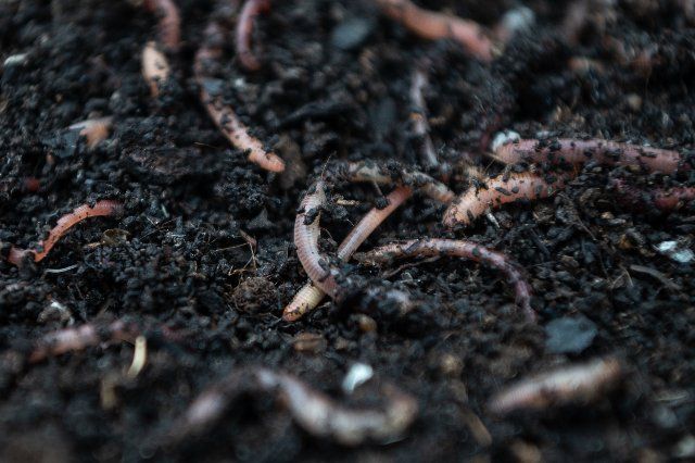 02 May 2022, Hessen, Rheinheim: Earthworms for compost is at the worm farmer Bestworm in a box with soil. Photo: Sebastian Gollnow\/dpa