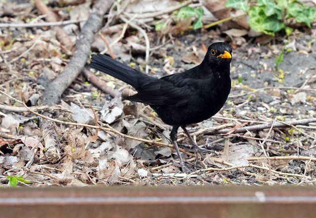 11 May 2022, Brandenburg, Kyritz: A blackbird goes foraging next to the tracks of the regional train. Photo: Soeren Stache\/dpa