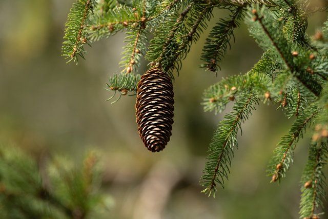 13 April 2022, Baden-Wuerttemberg, Rottweil: A pine cone hangs from a fir tree in a wooded area near Rottweil. Photo: Silas Stein