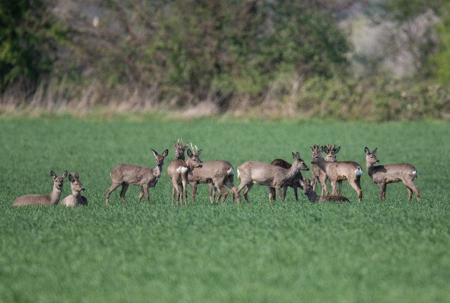 17 April 2022, North Rhine-Westphalia, Jössen: Deer grazing in a meadow on the edge of a landscape conservation area on the Weser River. Photo: Boris Roessler\/dpa