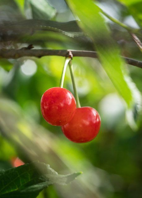 14 June 2022, Baden-Wuerttemberg, Rottweil: Sour cherries grow in a garden on a sour cherry tree. Photo: Silas Stein\/dpa