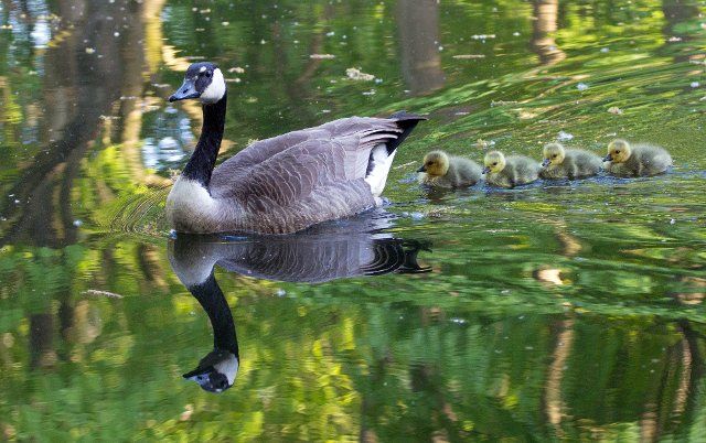 05 May 2022, Berlin: A Canada goose (Branta canadensis) swims in front of its chicks in the zoo. Photo: Hauke Schröder\/dpa-Zentralbild\/dpa
