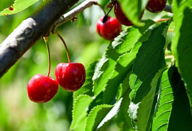 21 June 2022, Brandenburg, Werder: Cherries of the Samba variety hang from a cherry tree in a Havelfrucht GmbH fruit orchard. The fruit growers in the Mark Brandenburg are looking forward to a good season. Photo: Jens Kalaene\/dpa