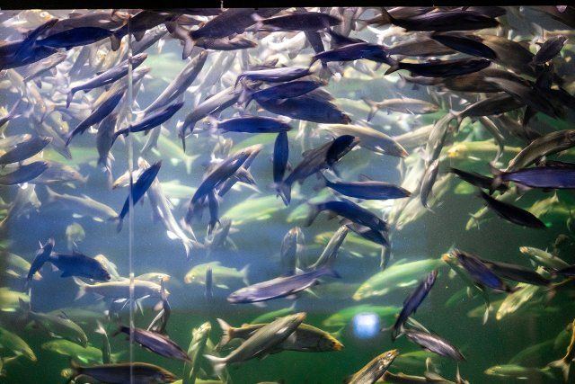 21 June 2022, Mecklenburg-Western Pomerania, Waren: Hundreds of silvery shining vendace swim in the seven meter high show tank of the Nature Info Center Müritzeum. (long exposure shot) On 24.06.2022 "40 years of show aquarium in Waren" will be celebrated at the Müritz and for this purpose a new special exhibition will be opened, special guided tours will be offered and a new stock of fish will be put into one of the aquariums. Photo: Jens Büttner\/dpa\/ZB