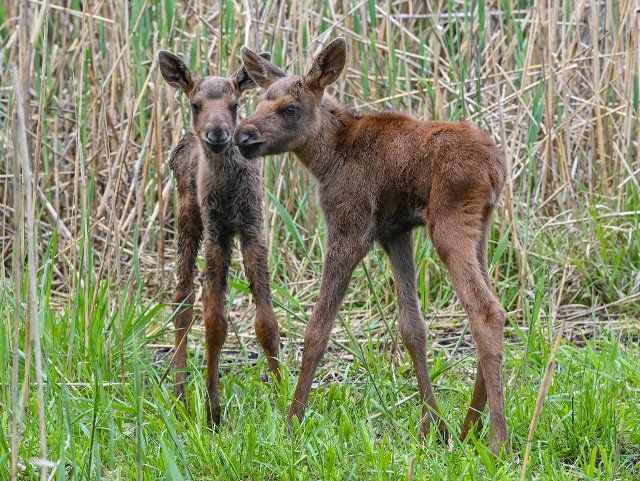 17 May 2022, Brandenburg: Two elk calves photographed in the enclosure of a game park. The moose (Alces alces) is the largest species of deer found today. Photo: Patrick Pleul\/dpa