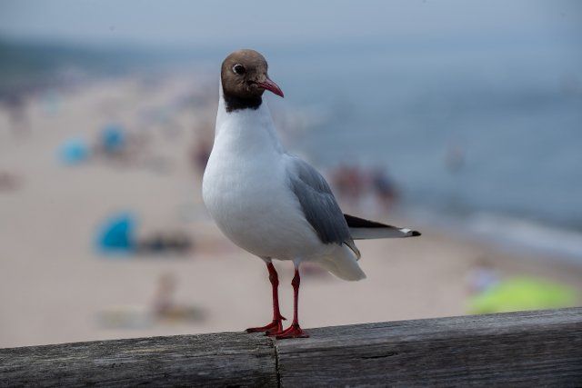 25 June 2022, Mecklenburg-Western Pomerania, Zinnowitz: A seagull stands on the pier on the beach on the Baltic Sea island of Usedom. Photo: Stefan Sauer\/dpa