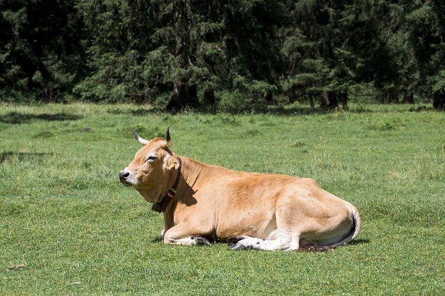 25 June 2022, Bavaria, Garmisch-Patenkirchen: A cow lies in the sun on a meadow. Germany is hosting the G7 summit (June 26-28) of economically strong democracies. Photo: Daniel Vogl\/dpa