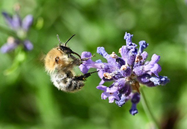26 June 2022, Baden-Wuerttemberg, Stuttgart: A bee collects nectar on a lavender flower. Photo: Bernd Weißbrod\/dpa