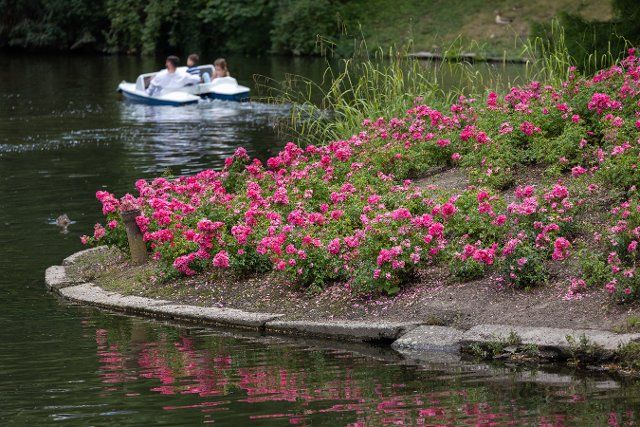 26 June 2022, Hessen, Wiesbaden: Roses on the bank of the spa pond. In the background a pedal boat. Photo: Hannes P. Albert\/dpa