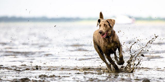 26 June 2022, Lower Saxony, Dangast: Henry, a five-year-old Weimaraner, runs in the water on the beach at Dangast when the weather is nice. Photo: Mohssen Assanimoghaddam\/dpa