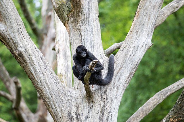 07 July 2022, Lower Saxony, Osnabrück: A brown-headed spider monkey sits in its enclosure at Osnabrück Zoo. Photo: Friso Gentsch\/dpa